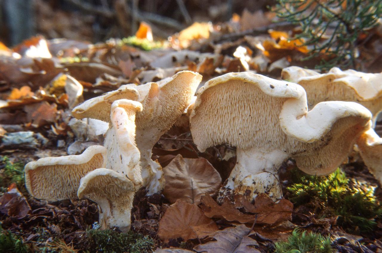 Piedsdemouton, comment reconnaître ces champignons et les ramasser — free download